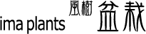 風樹盆栽