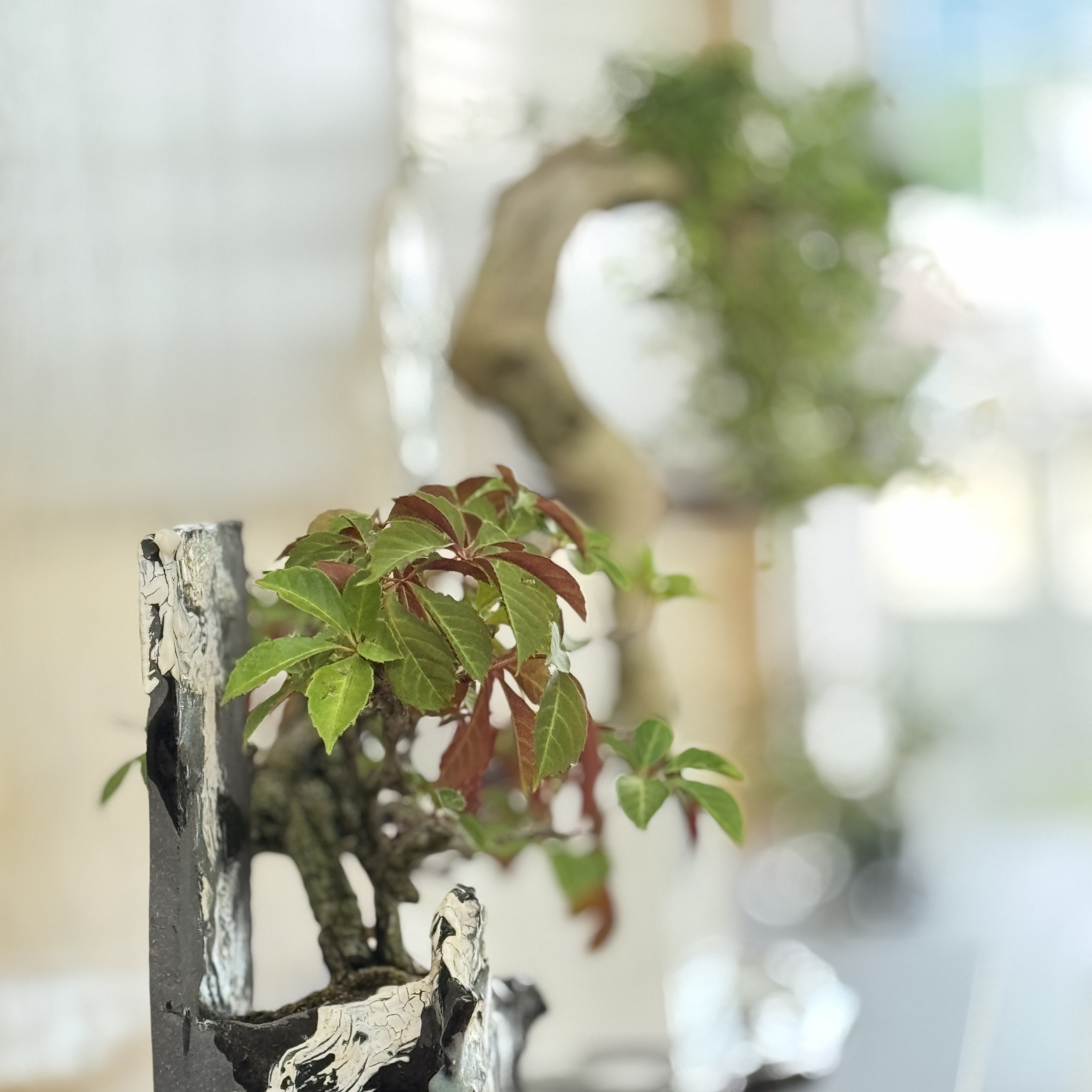 Gallery IMG_6765