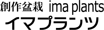 創作盆栽