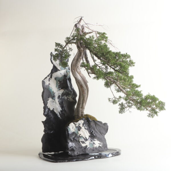 イマ盆栽　真柏 - 画像 (3)