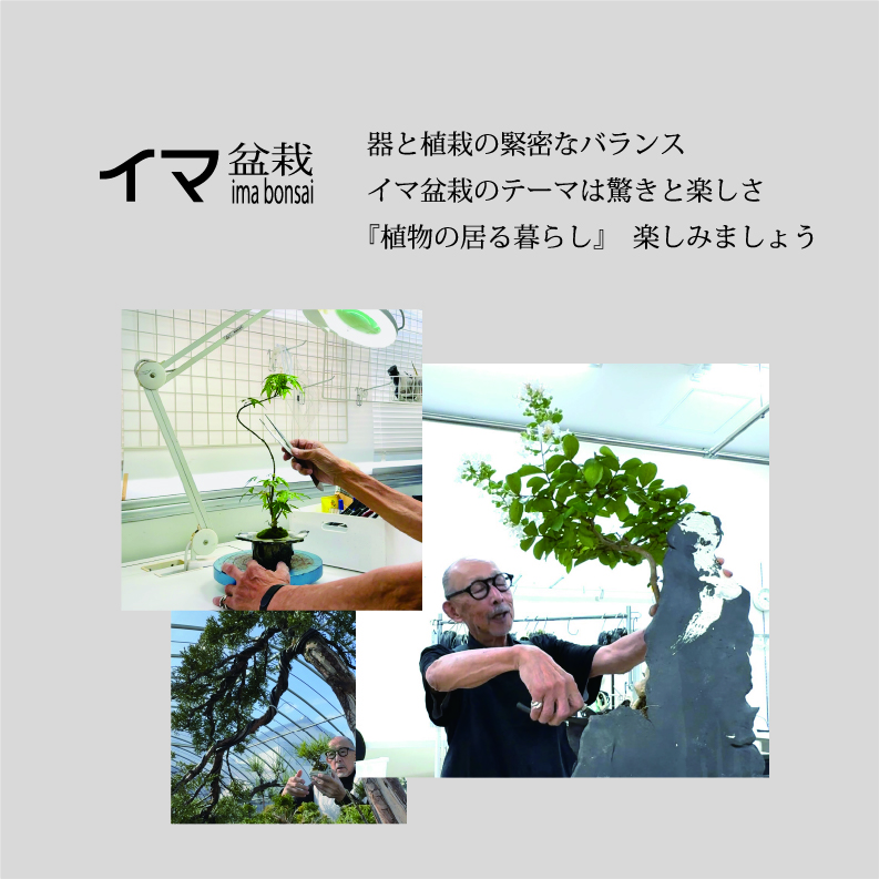 イマ盆栽