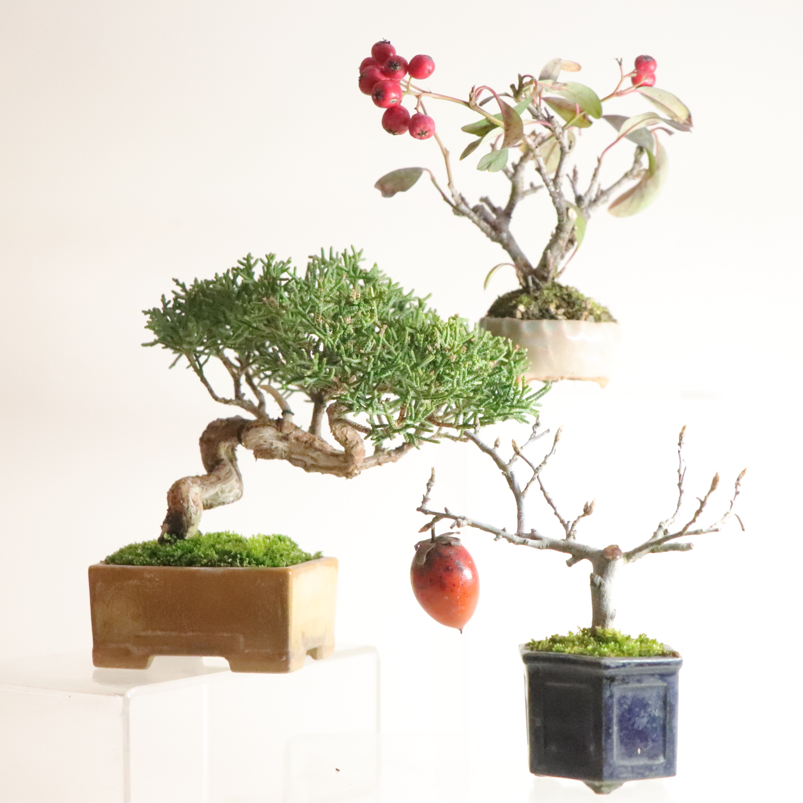 真島久雄小品盆栽作品展