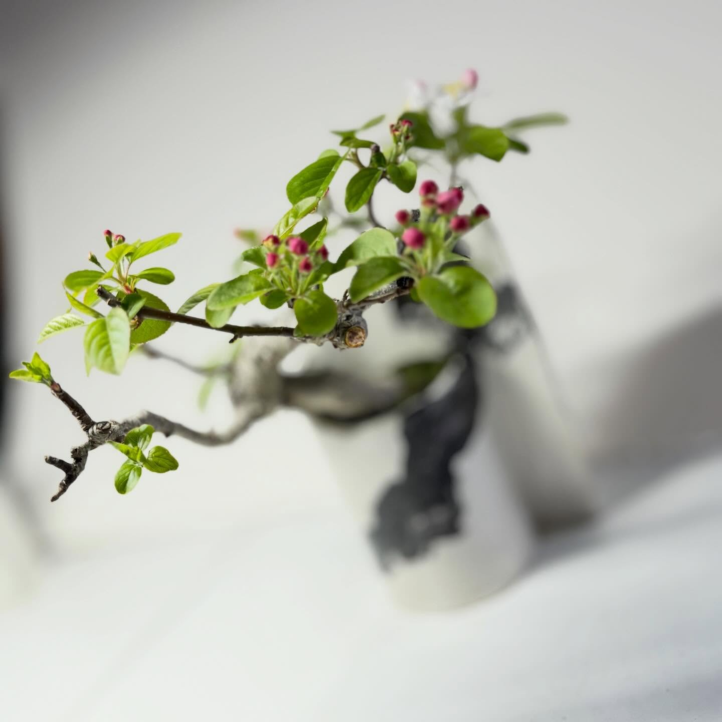 マリンメッセイベントまであと10日　お花タイミングは運次第