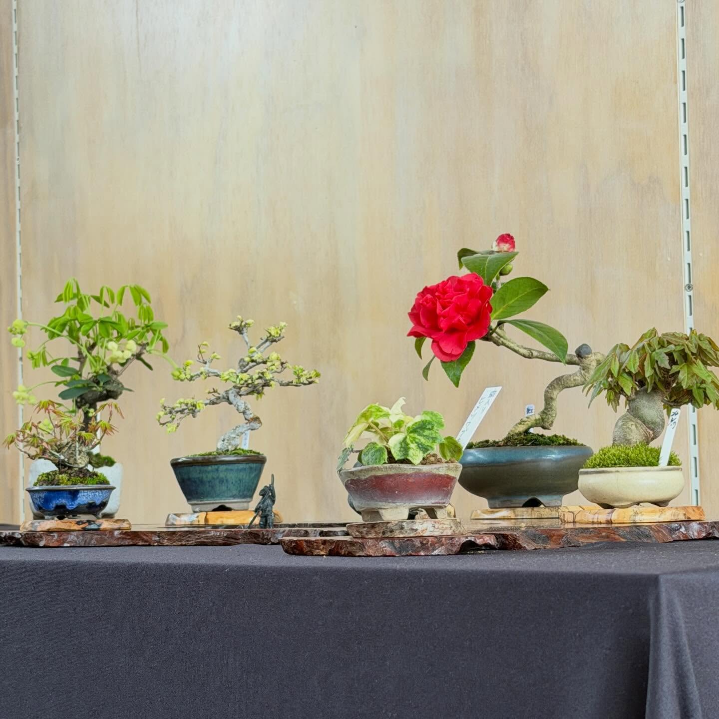 本日より22日迄　真島久雄小品盆栽作品展　お祝いする様に咲く椿　花の色華やかで気持ちも上がる