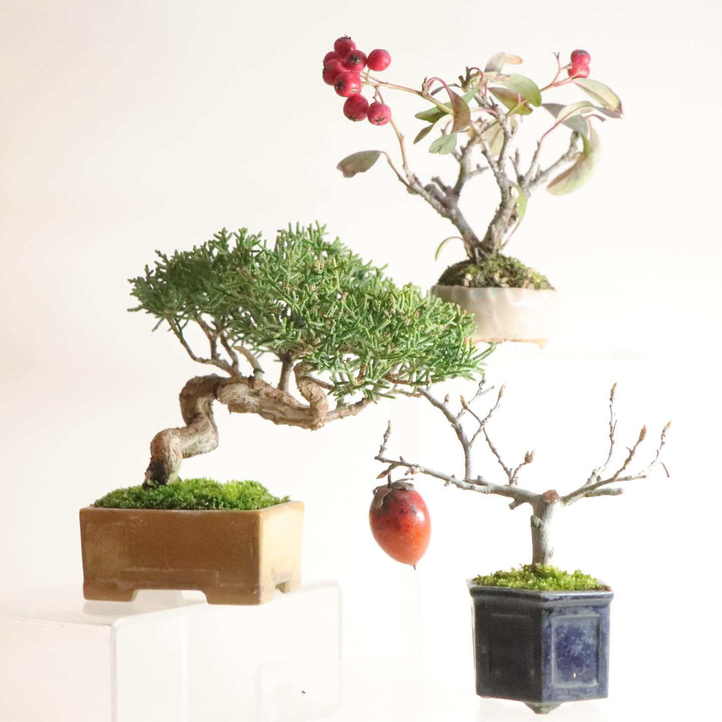 19日より開催　真島久雄小品盆栽作品展　楽しみです!