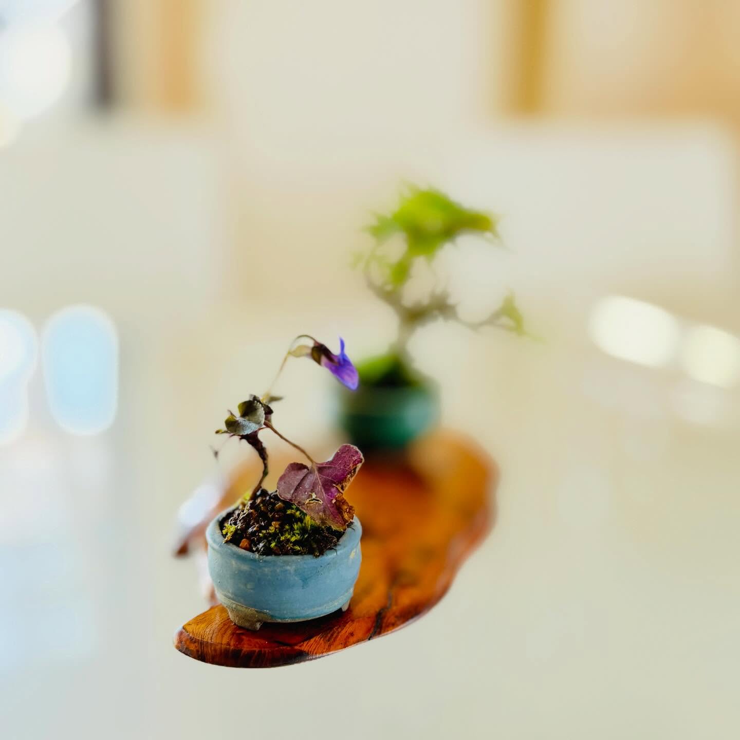 春ですねのスミレの花　真島久雄小品盆栽作品展　明日までの開催です！