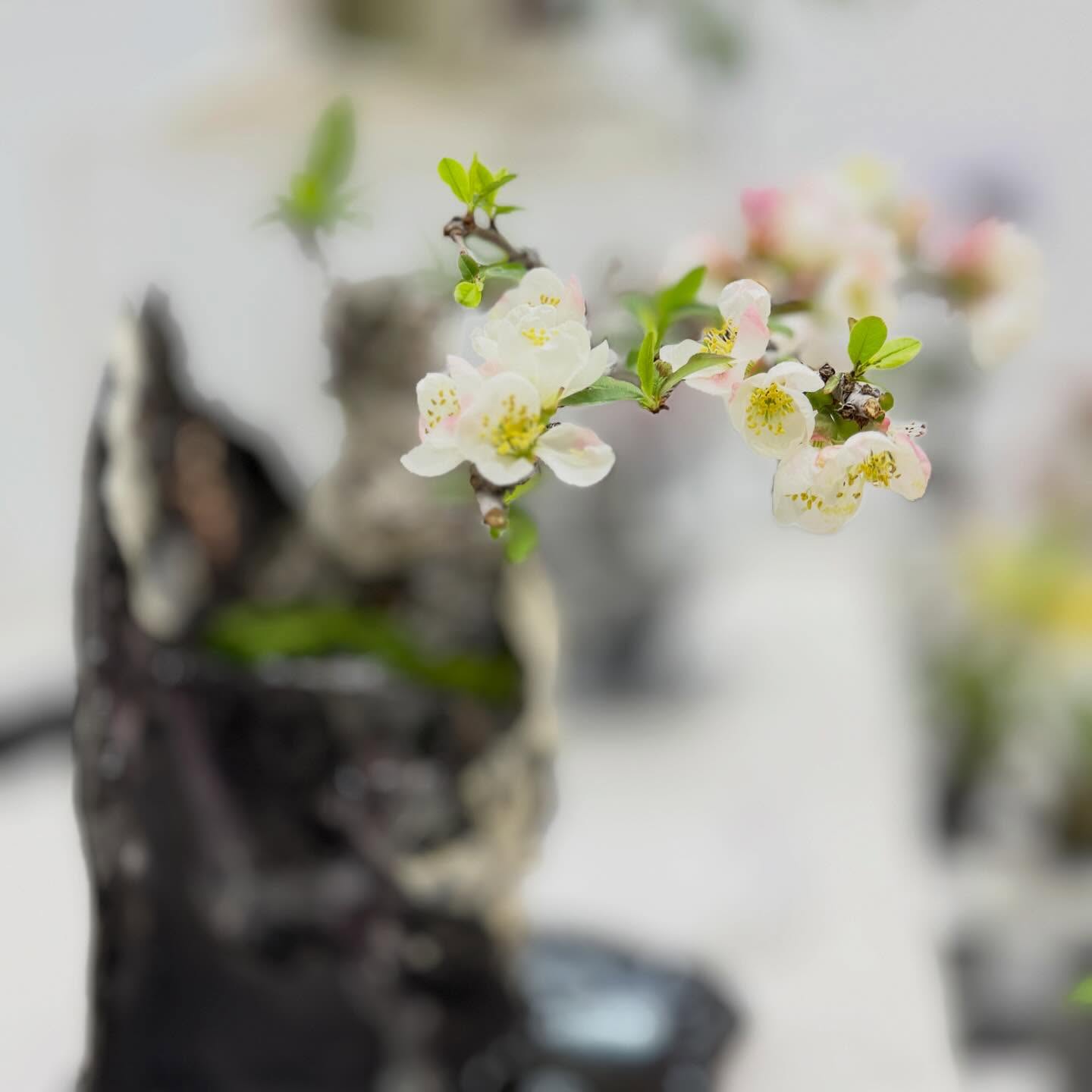 陶磁器フェアin福岡最終日　会期中を盛り上げてくれた木瓜の花　お持ち帰りならなかったのは微妙