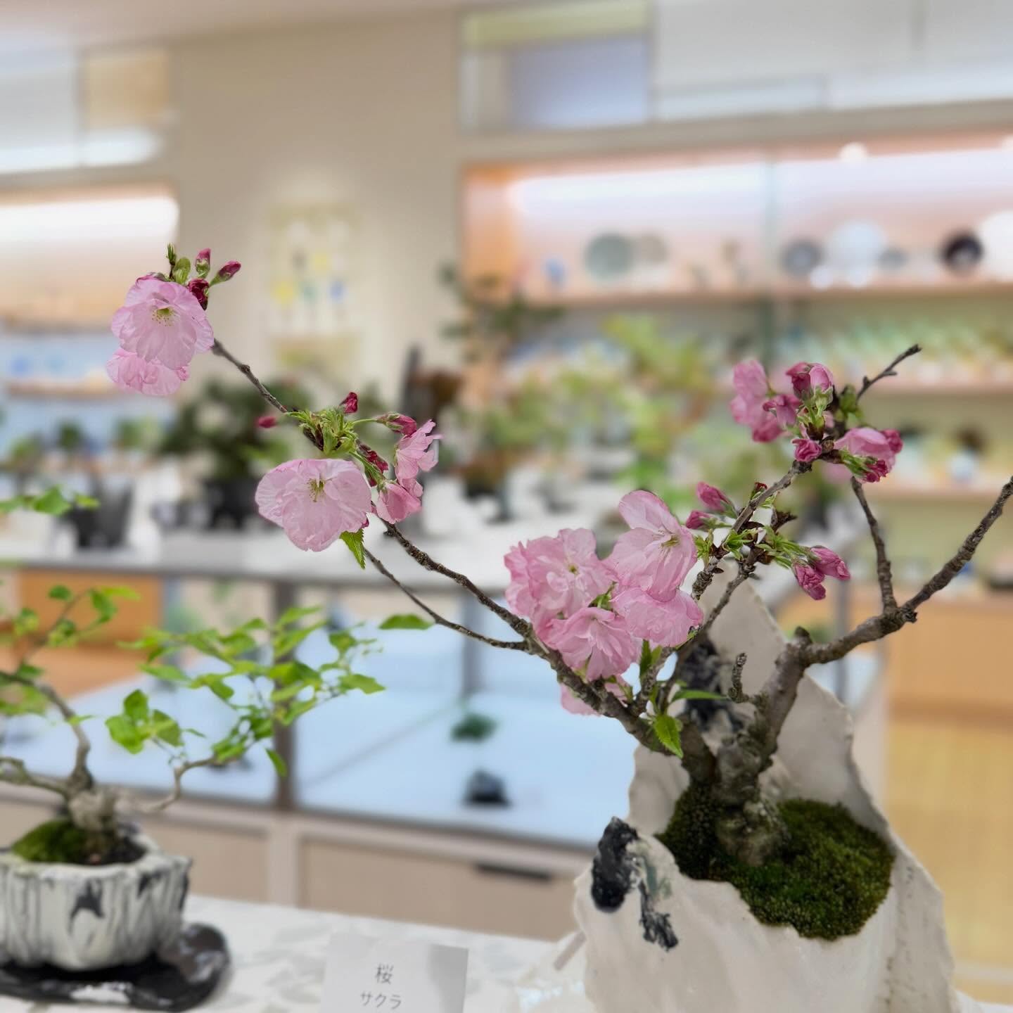 岩田屋催事スタート　花が有るだけで気持ち会場華やか　有難い　楽しみましょう