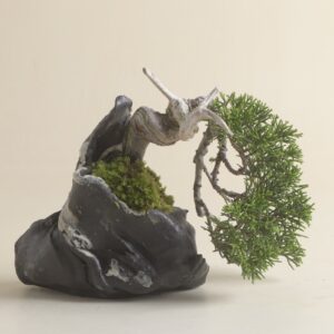 風樹盆　真柏