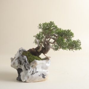 風樹盆　真柏
